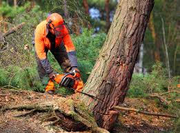 Best Tree Maintenance Programs  in Shawano, WI